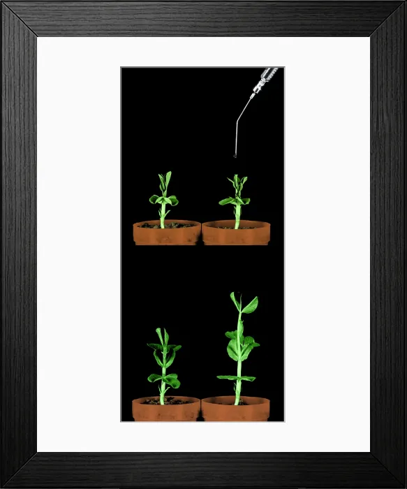 Framed Print : Plant Treated With Gibberellic Acid