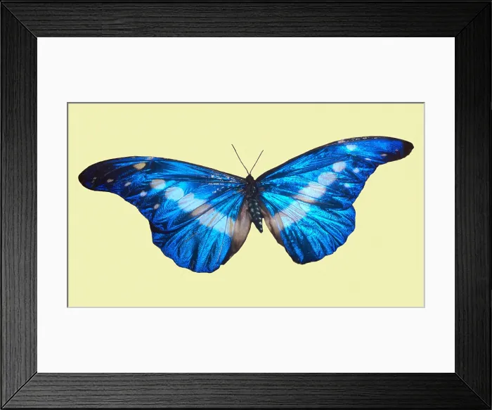 Framed Print : Helena Morpho (Morpho helena) Framed Print : Helena Morpho (Morpho helena)