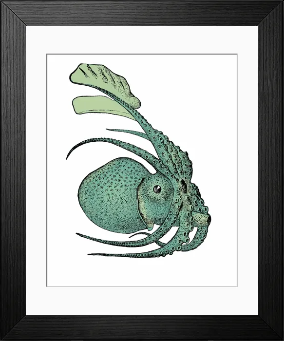 Framed Print : Argonauta argo, Pelagic Octopus Framed Print : Argonauta argo, Pelagic Octopus