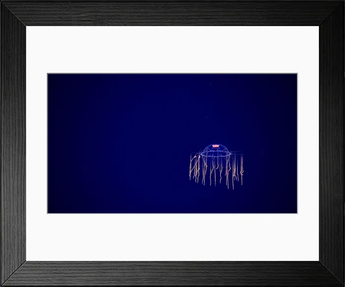Framed Print : Deep-sea Jellyfish Framed Print : Deep-sea Jellyfish