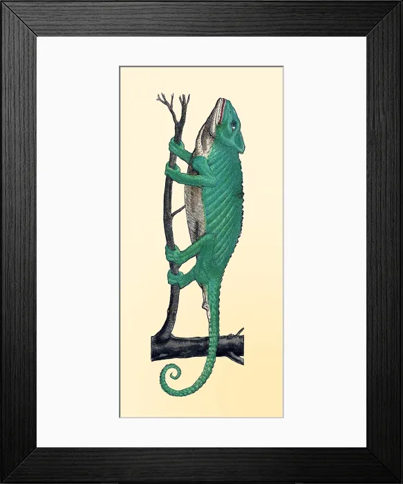 Framed Print : Gessner, Chameleon, 16th Century