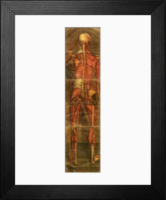Framed Print : Anatomie Generale Des Visceres