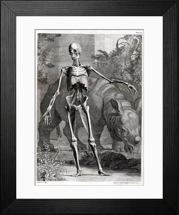 Framed Print : 18th Century Anatomical Engraving Framed Print : 18th Century Anatomical Engraving