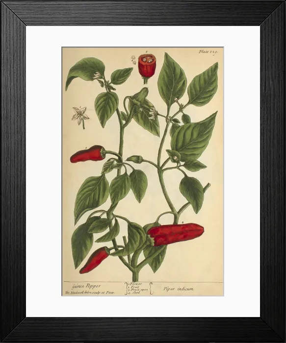 Framed Print : Guinea Pepper, Medicinal Plant, 1737