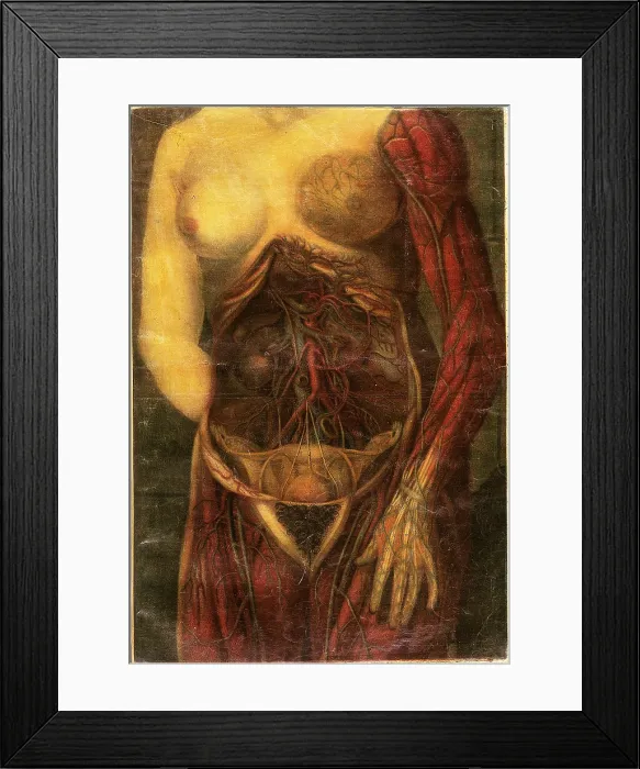 Framed Print : Anatomie Generale Des Visceres