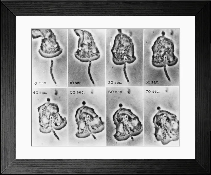 Framed Print : Phagocytosis, WBC Ingests Bacillus megaterium, light micrograph Framed Print : Phagocytosis, WBC Ingests Bacillus megaterium, light micrograph