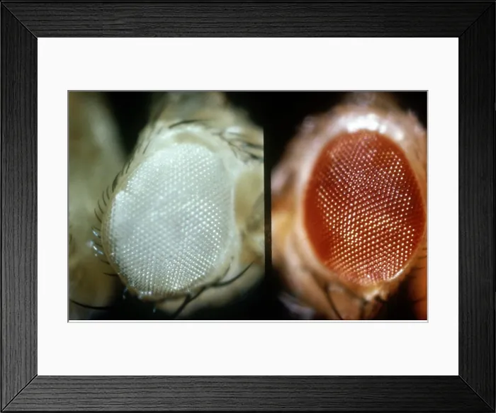 Framed Print : Wild and white-eyed fruit flies Framed Print : Wild and white-eyed fruit flies