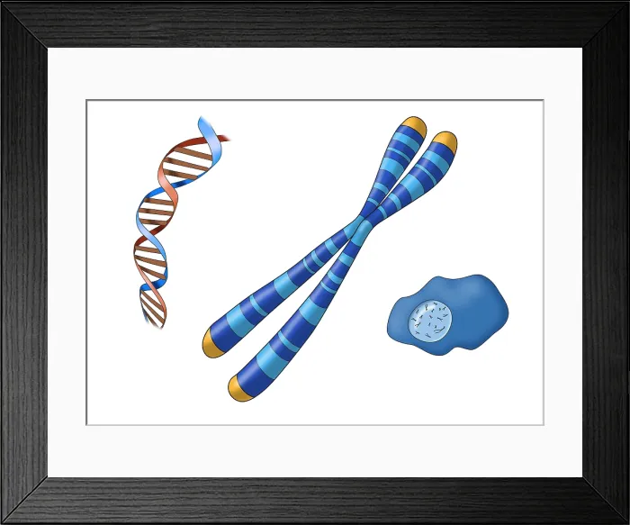 Framed Print : Chromosome Structure and Location, Illustration Framed Print : Chromosome Structure and Location, Illustration