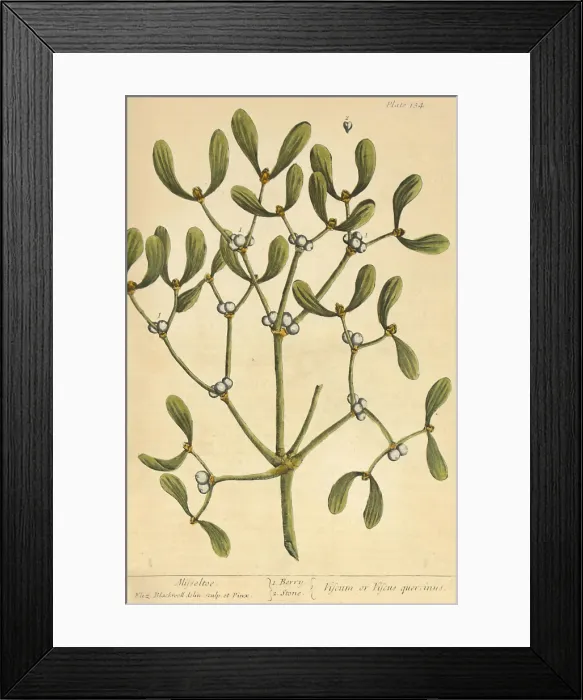 Framed Print : Mistletoe, Medicinal Plant, 1737 Framed Print : Mistletoe, Medicinal Plant, 1737