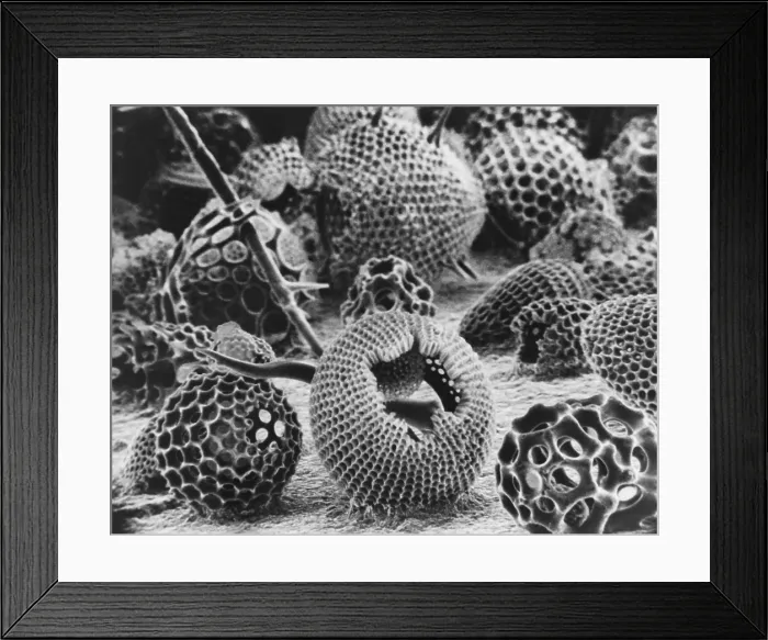 Framed Print : Radiolarians (SEM) Framed Print : Radiolarians (SEM)