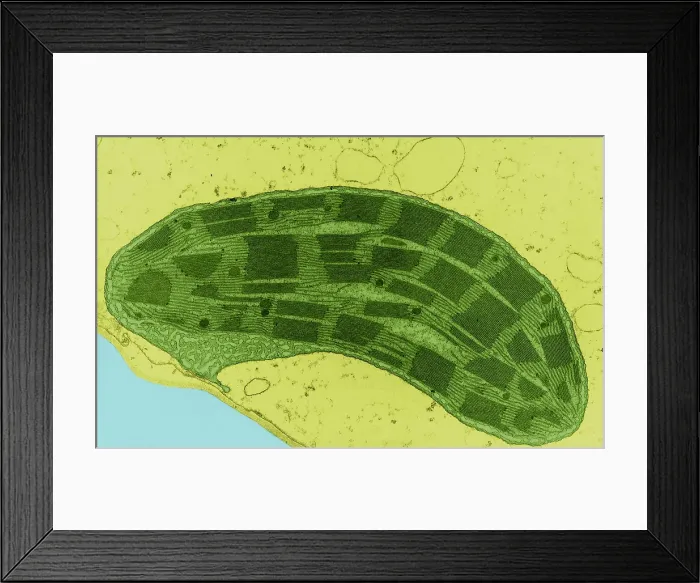 Framed Print : Corn Leaf Mesophyll with Chloroplast, TEM Framed Print : Corn Leaf Mesophyll with Chloroplast, TEM
