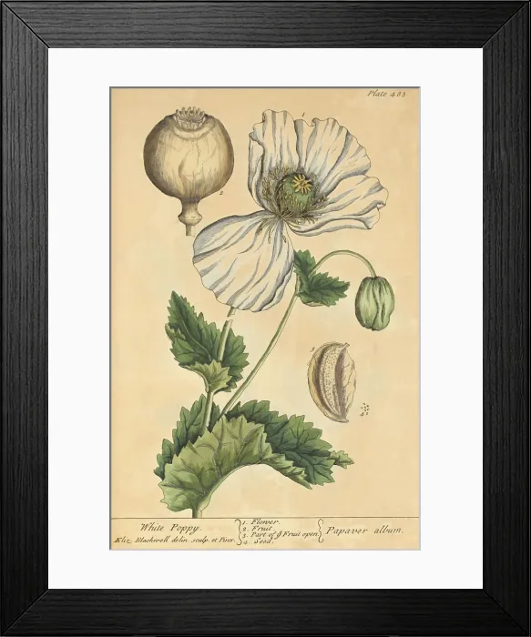Framed Print : White Poppy, Medicinal Plant, 1737 Framed Print : White Poppy, Medicinal Plant, 1737