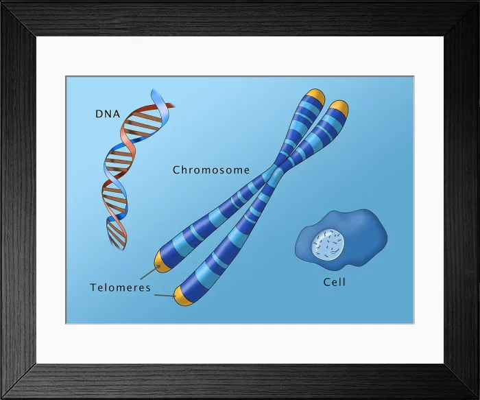Framed Print : Chromosome Structure and Location, Illustration Framed Print : Chromosome Structure and Location, Illustration