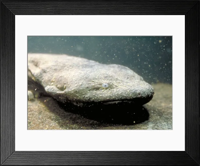 Framed Print : Hellbender