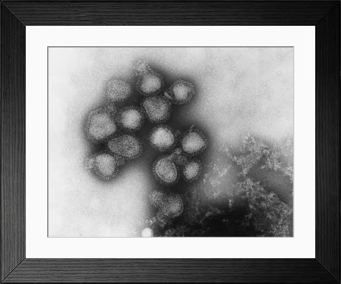 Framed Print : Influenza Virus Framed Print : Influenza Virus