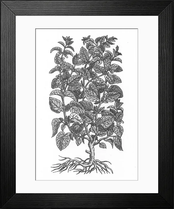 Framed Print : Lemon Balm Framed Print : Lemon Balm