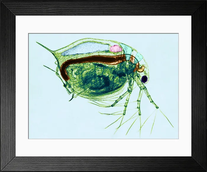 Framed Print : Living Daphnia, light micrograph