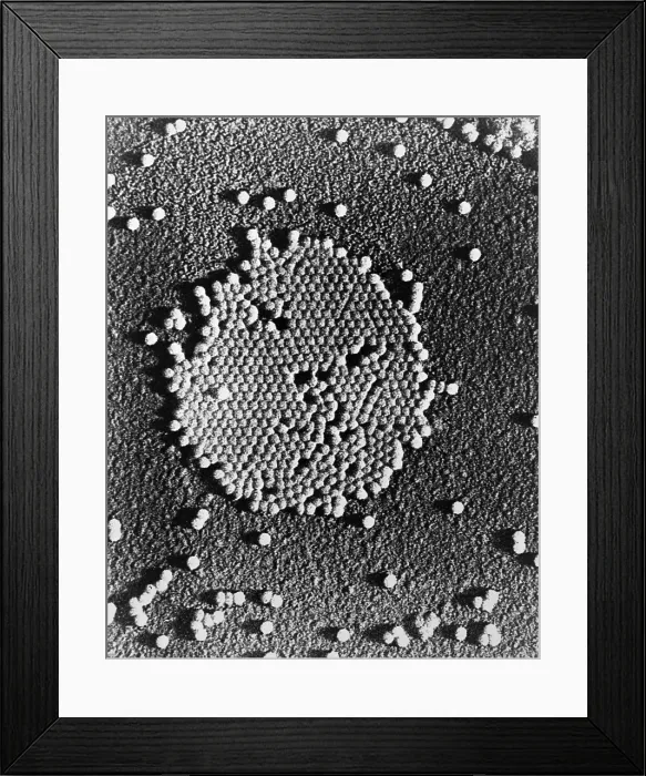 Framed Print : Human Enterovirus, Poliovirus, TEM Framed Print : Human Enterovirus, Poliovirus, TEM