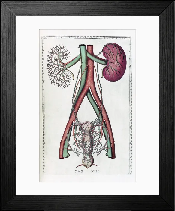 Framed Print : Eustachi, 'Tabulae anatomicae', 1783