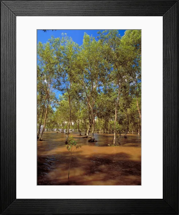 Framed Print : Casuarina Coast Framed Print : Casuarina Coast