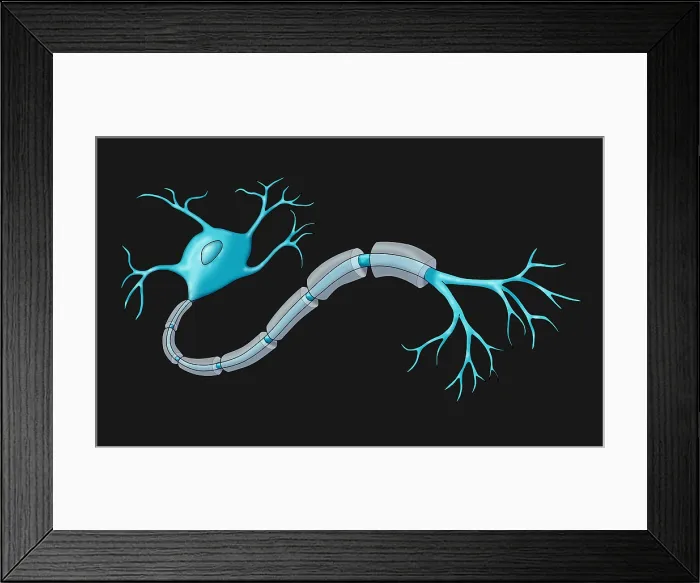 Framed Print : Neuron with Healthy Myelin Sheath Framed Print : Neuron with Healthy Myelin Sheath