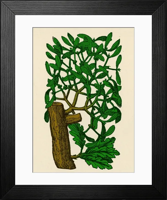 Framed Print : Mistletoe, Alchemy Plant Framed Print : Mistletoe, Alchemy Plant