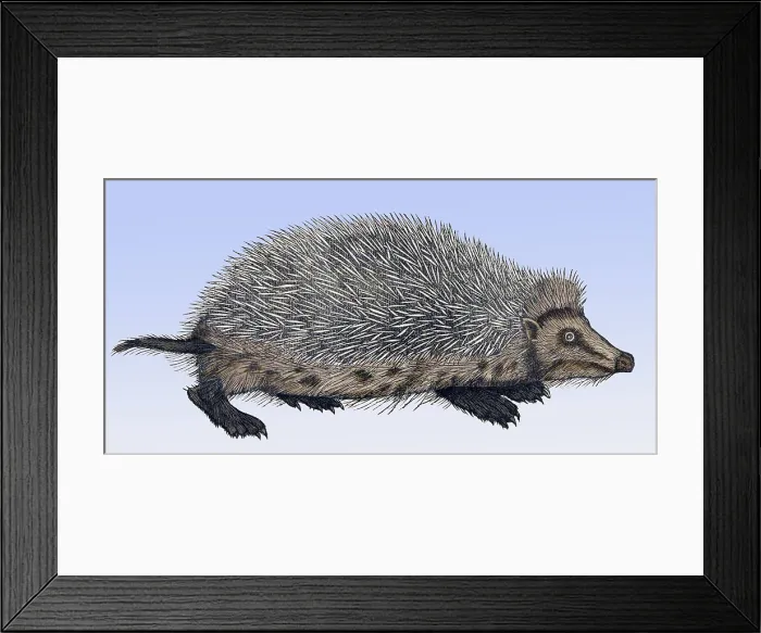 Framed Print : Gessner, Hedgehog, 16th Century Framed Print : Gessner, Hedgehog, 16th Century