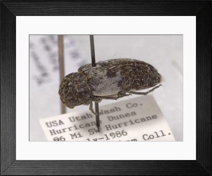 Framed Print : Forensic Helpers, Hide Beetle