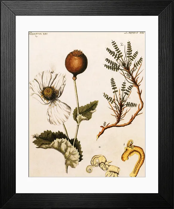 Framed Print : Opium Poppy Framed Print : Opium Poppy