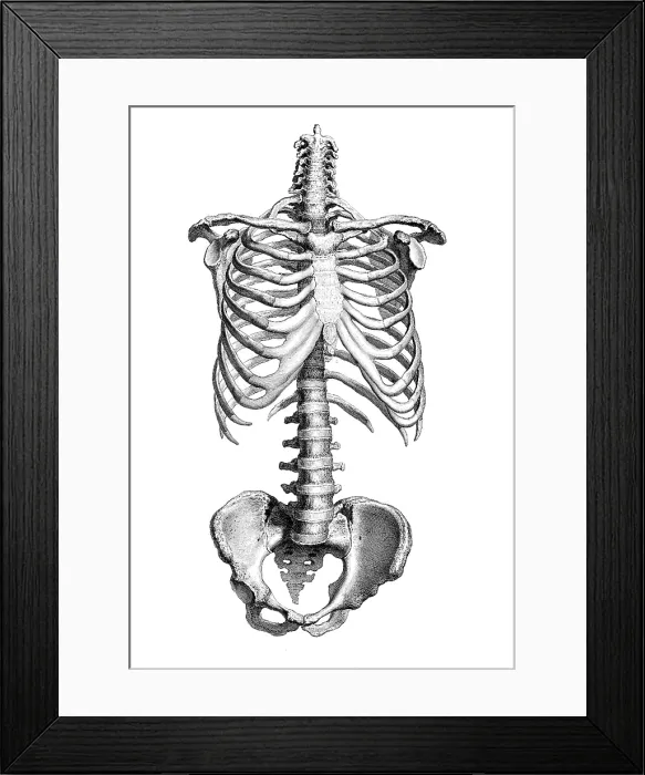 Framed Print : William Cheselden, 'Osteographia', 1733