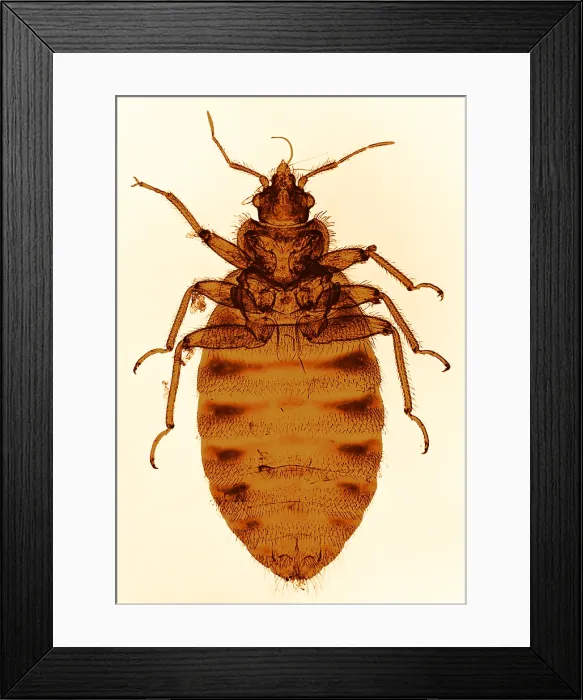 Framed Print : Bedbug, light micrograph Framed Print : Bedbug, light micrograph