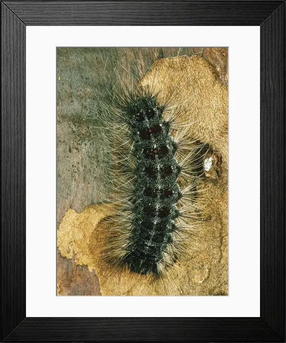 Framed Print : Gypsy Moth caterpillars Framed Print : Gypsy Moth caterpillars