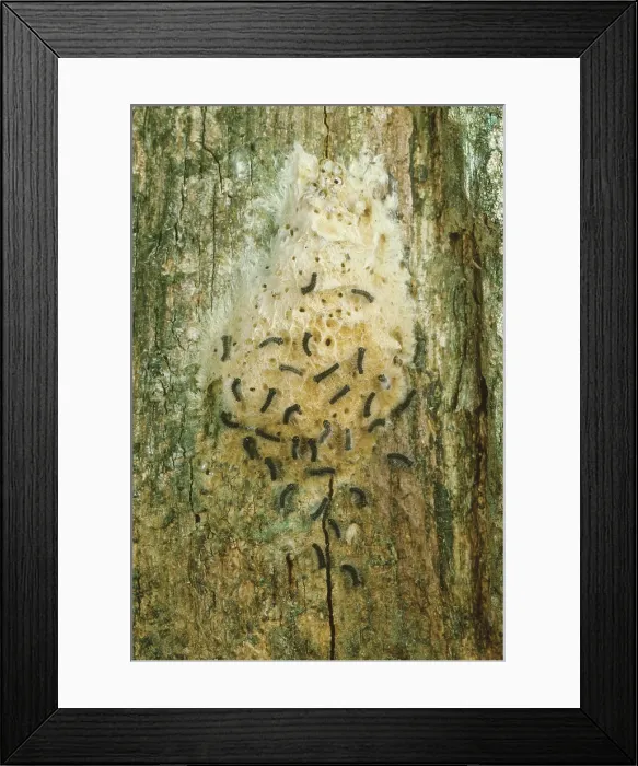Framed Print : Parasitic wasp attacks gypsy moth eggs Framed Print : Parasitic wasp attacks gypsy moth eggs