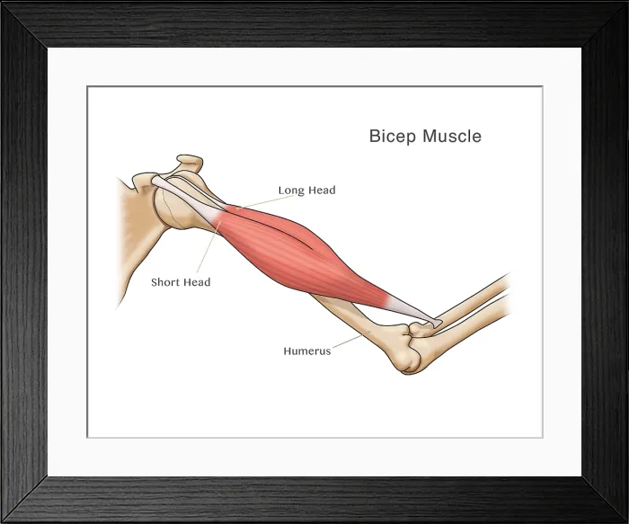 Framed Print : Bicep Muscle, Illustration