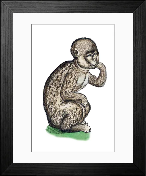 Framed Print : Gessner, Monkey, 16th Century Framed Print : Gessner, Monkey, 16th Century