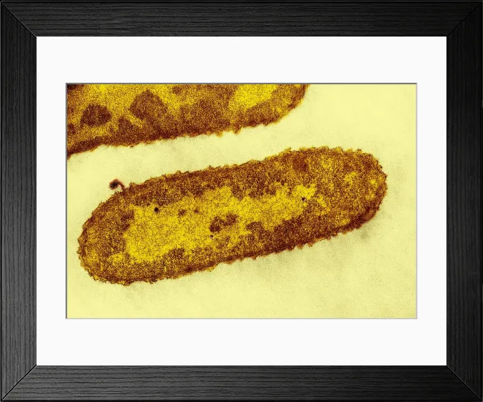 Framed Print : Bacteriophage T-2 Infecting Escherichia coli, TEM