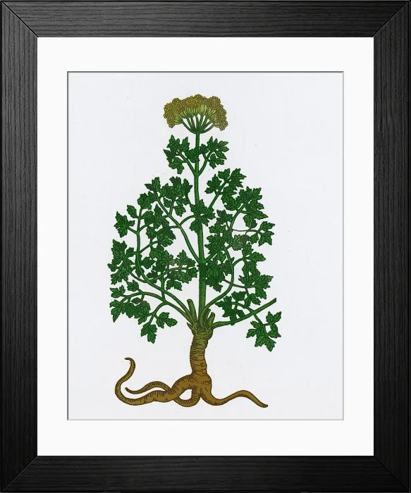 Framed Print : Petroselinum Crispum, Garden Parsley