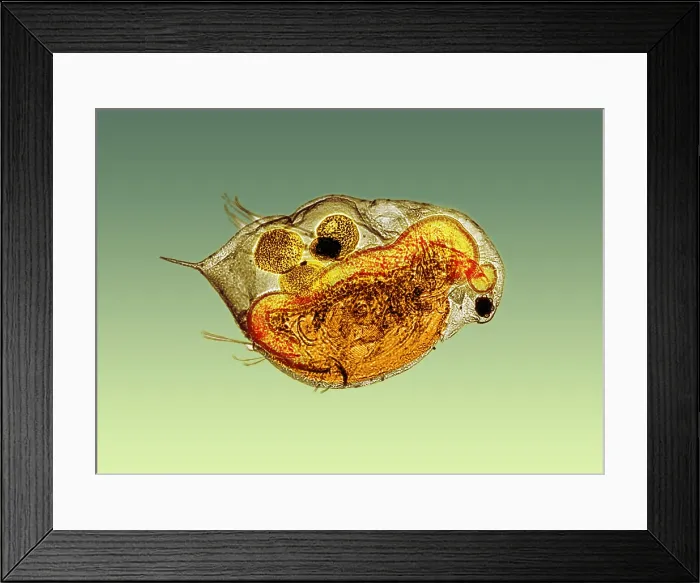 Framed Print : Daphnia under a microscope Framed Print : Daphnia under a microscope