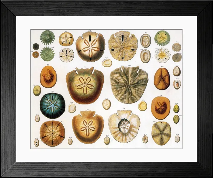 Framed Print : Sand Dollars and Heart Urchins