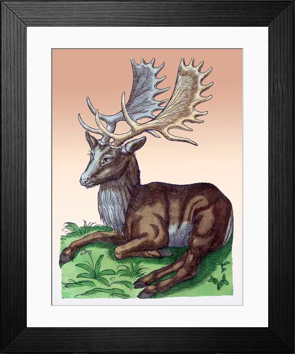 Framed Print : Gessner, Elk, 16th Century Framed Print : Gessner, Elk, 16th Century