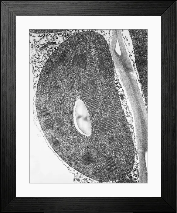 Framed Print : Tomato Chloroplast Framed Print : Tomato Chloroplast