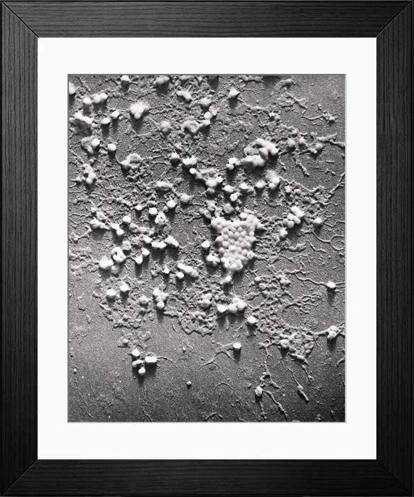 Framed Print : Influenza B Framed Print : Influenza B