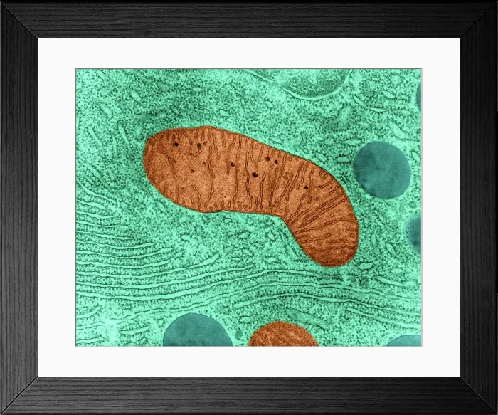Framed Print : Mitochondrion in Bat Pancreas Cell, TEM Framed Print : Mitochondrion in Bat Pancreas Cell, TEM