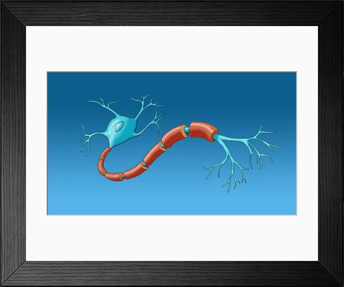 Framed Print : Neuron with Healthy Myelin Sheath Framed Print : Neuron with Healthy Myelin Sheath