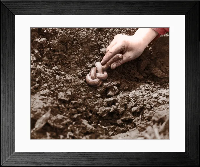 Framed Print : Giant Earthworm Framed Print : Giant Earthworm