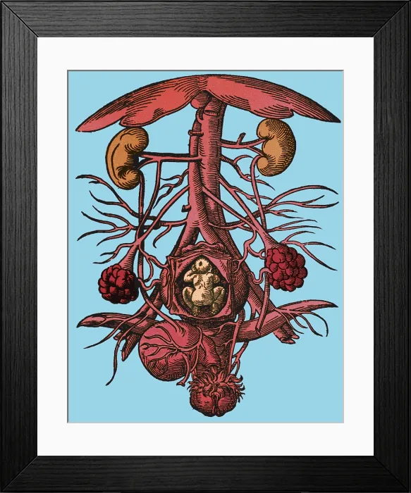 Framed Print : Pregnancy, 16th century artwork