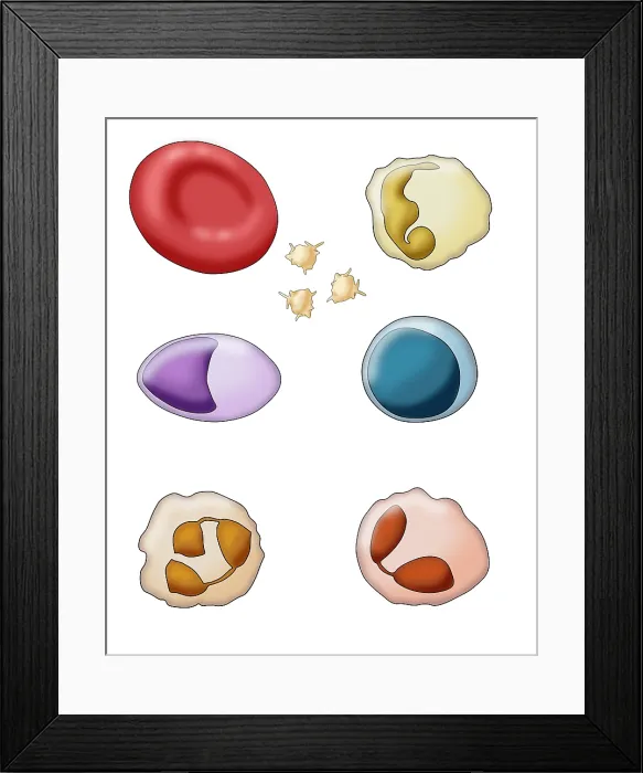 Framed Print : Blood Cell Types, Illustration