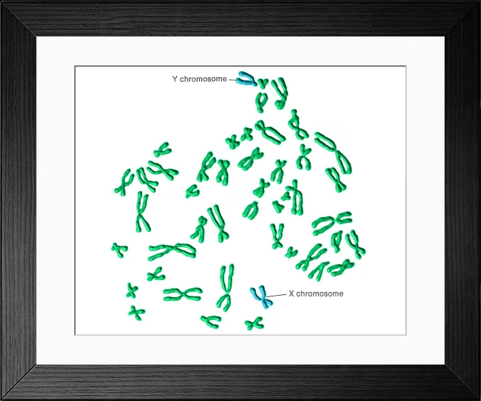 Framed Print : Karyotype, Normal Male Chromosomes Framed Print : Karyotype, Normal Male Chromosomes