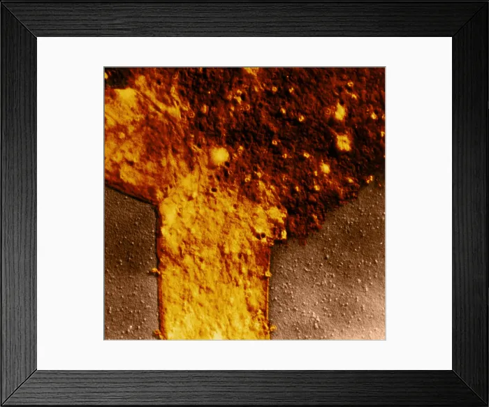 Framed Print : Colon Bacillus, T4 Bacteriophage Infection, TEM Framed Print : Colon Bacillus, T4 Bacteriophage Infection, TEM