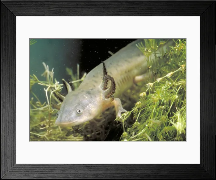 Framed Print : Waterdogs; larval form of the Eastern Tiger Salamander (Ambystoma tigrinum) Framed Print : Waterdogs; larval form of the Eastern Tiger Salamander (Ambystoma tigrinum)